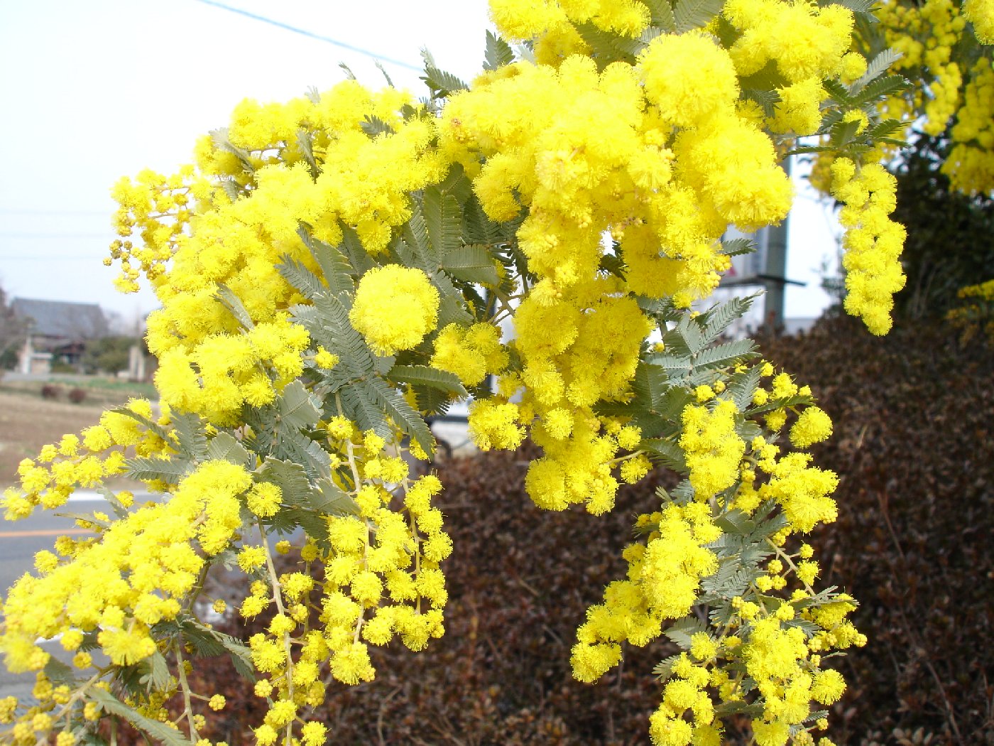 黄色の花が咲く謎の木 なんと言う木ですか 教えてください 太田市の新築住宅 呼吸する家 ｗｂ工法の家
